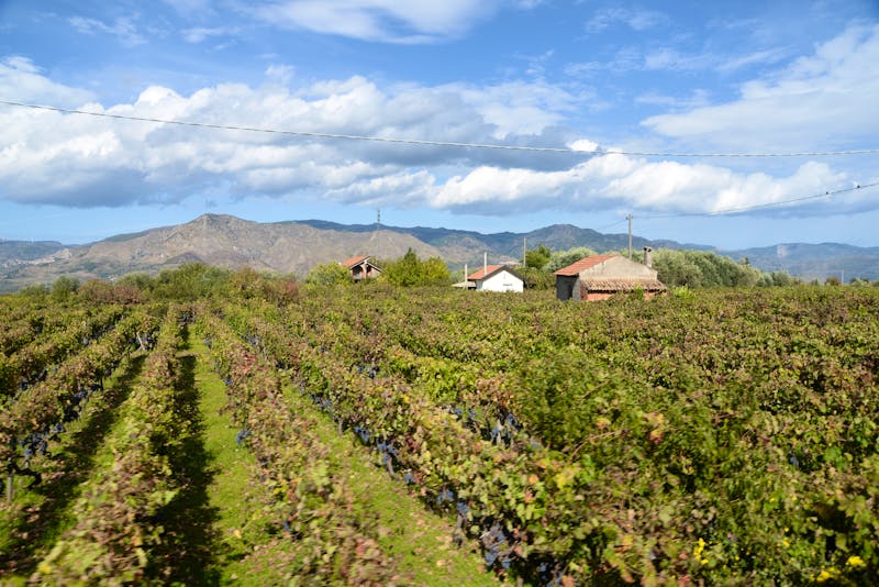 Weinbau am Ätna - ©Fotolyse - stock.adobe.com