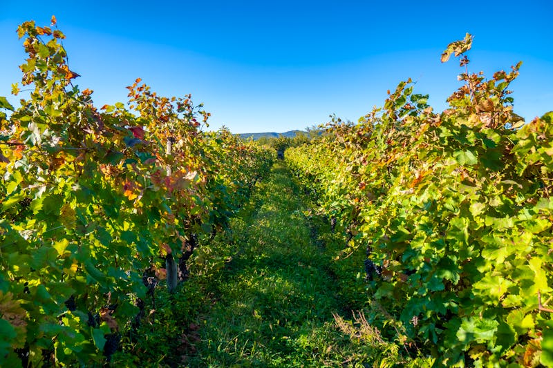 Georgien - Weinbau in der Nähe von Telavi - ©k_samurkas - stock.adobe.com