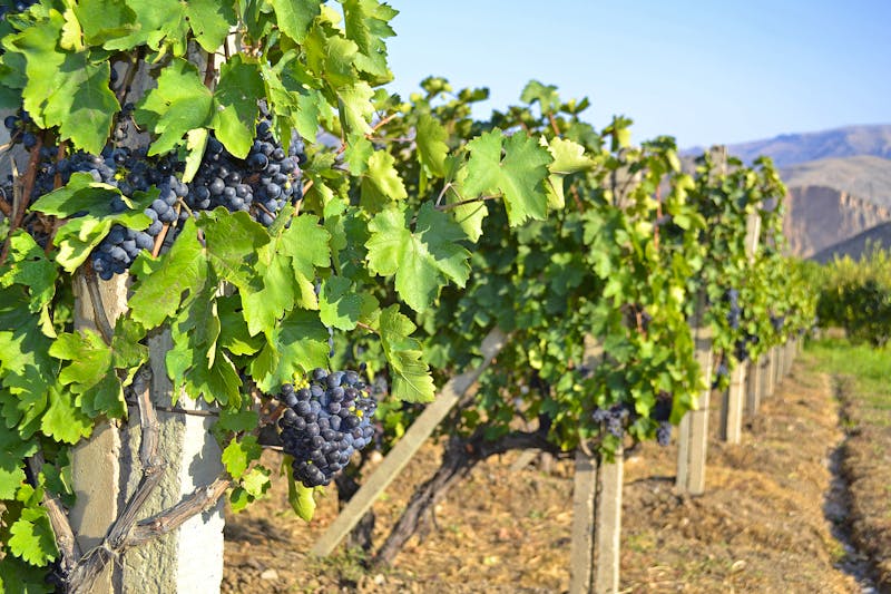 Armenien - Weinbau der endemischen Sorte Areni - ©Albert - stock.adobe.com