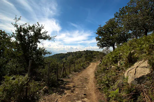 Sizilien - Bosco di Malabotta &ndash; &copy; Kondephy - Wikimedia