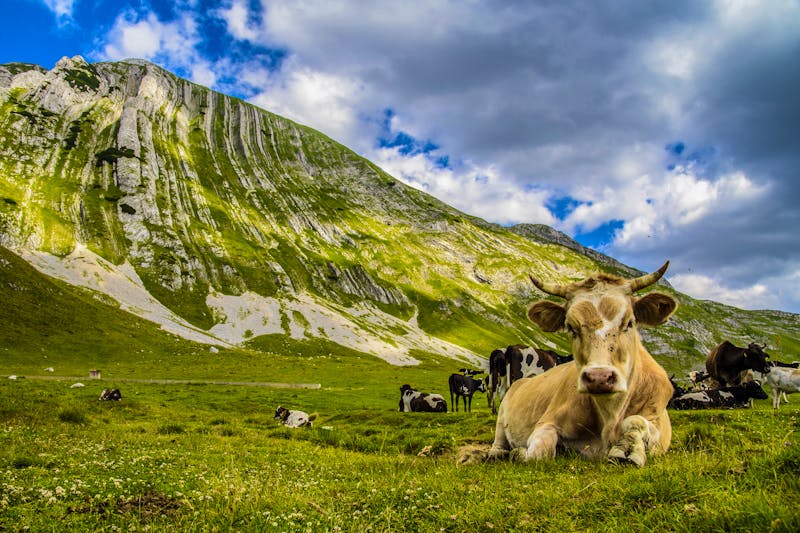 Felswand Crvena Greda im Durmitor Nationalpark - ©©hajdar - stock.adobe.com