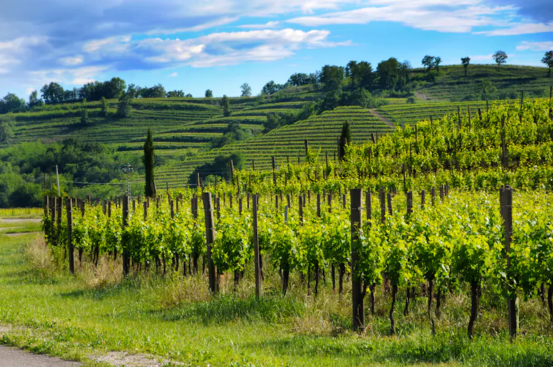 Weinbau bei  Cividale del Friuli - &copy;Comugnero Silvana - stock.adobe.com