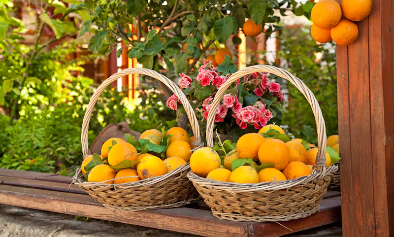 Frisch gepflückte Orangen  - &copy;©Mario Hagen - stock.adobe.com