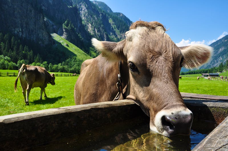 Kuh an Viehtränke im Zillertal - ©©Henry Czauderna - stock.adobe.com
