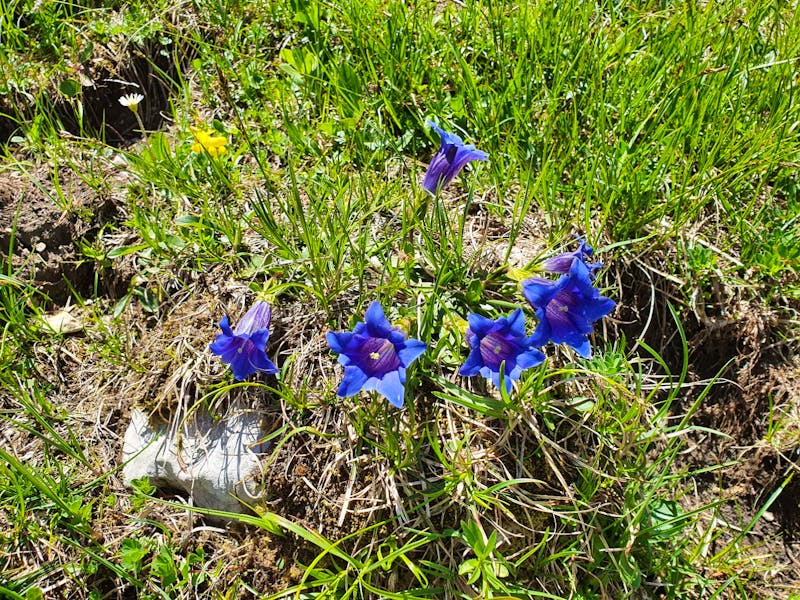 Enzian in den Alpen - ©Eberhardt TRAVEL - Ria Heilmann