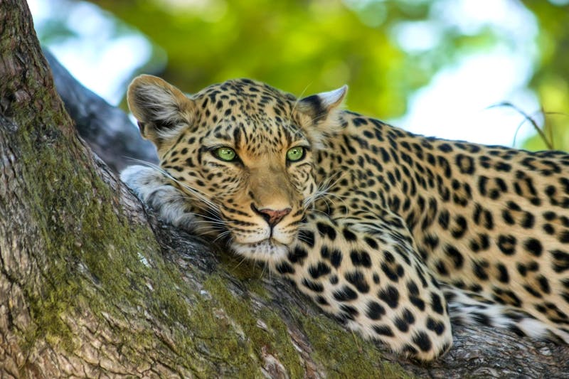 Private Nature Reserve Timbavati - ©Simbavati Lodges