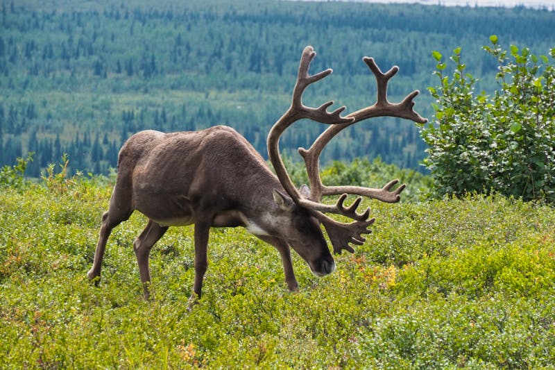 Rentier im Denali-Nationalpark - Alaska - ©Eberhardt TRAVEL - Benjamin Rodriguez Manzanares