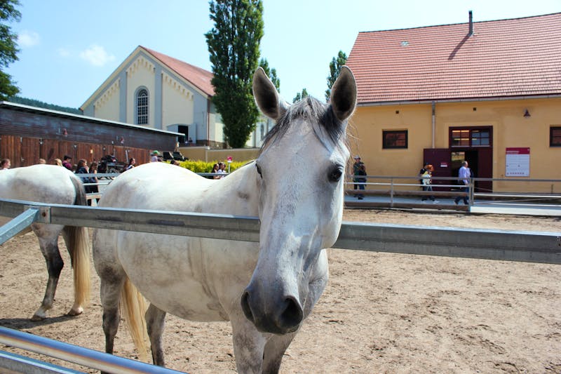 Lipizzanerstute in einer Koppel im Gestüt Piber - ©rbkelle - stock.adobe.com