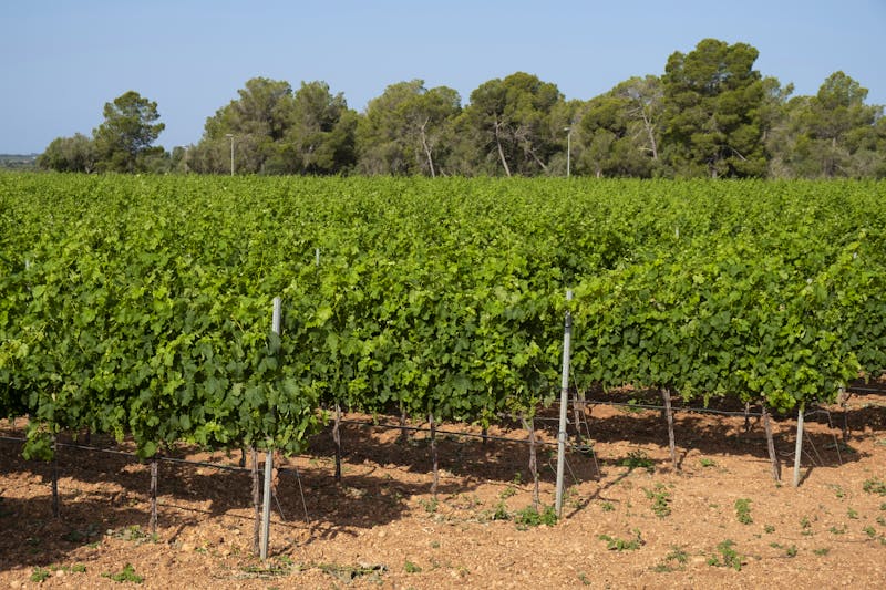 Weinanbau auf Mallorca - ©©Tolo - stock.adobe.com