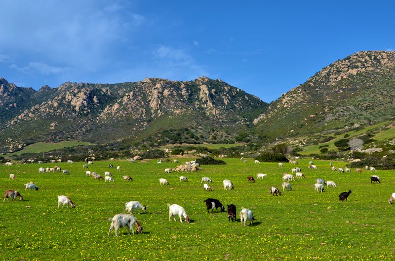 Ziegenherde auf Sardinien - ©©africa - stock.adobe.com