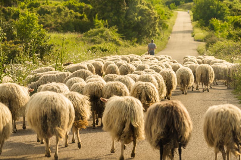 Schafherde auf Sardinien - ©©Alessio Orrù - stock.adobe.com