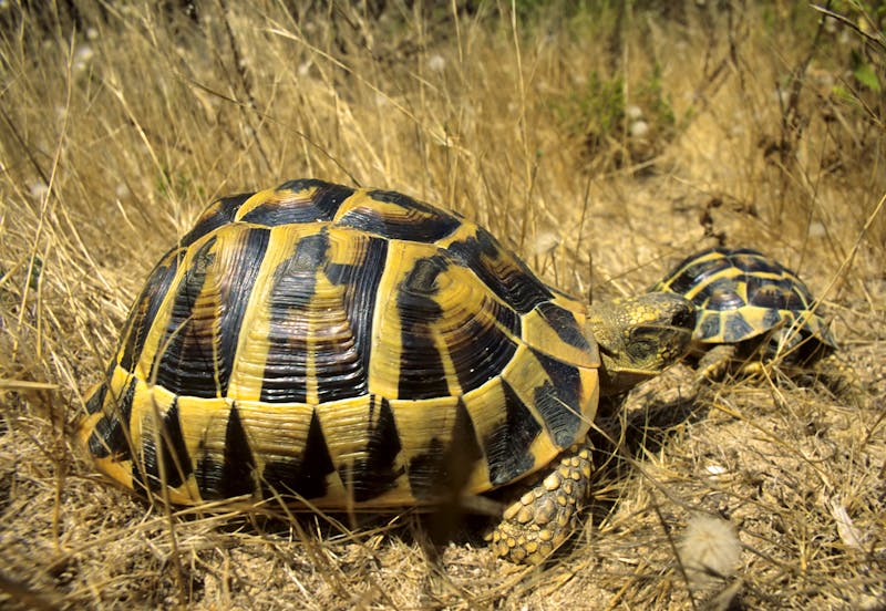 Schildkröten auf Sardinien - ©©antasfoto - stock.adobe.com