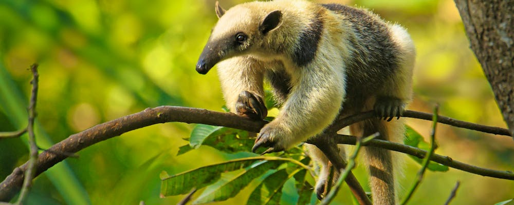 Ameisenbär im Corcovado-Nationalpark - Costa Rica – © ©phototrip.cz - stock.adobe.com