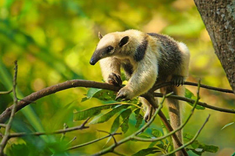 Ameisenbär im Corcovado-Nationalpark - Costa Rica - ©©phototrip.cz - stock.adobe.com