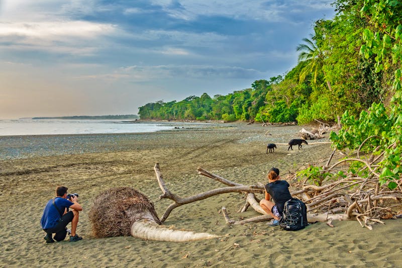Tapir-Beobachtung im Corcovado-Nationalpark - Costa Rica - ©Eleva tu punto de vista - Adobe Stock