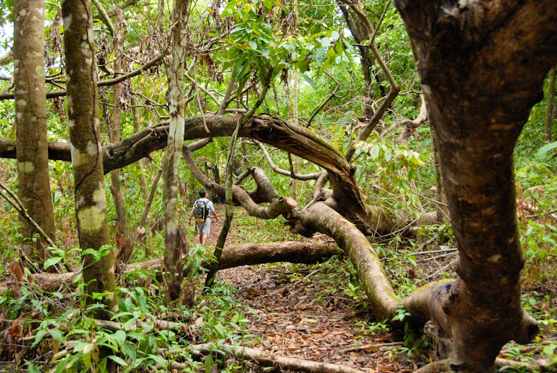 Wanderung im Corcovado-Nationalpark - ©©Louis-Michel DESERT - stock.adobe.com