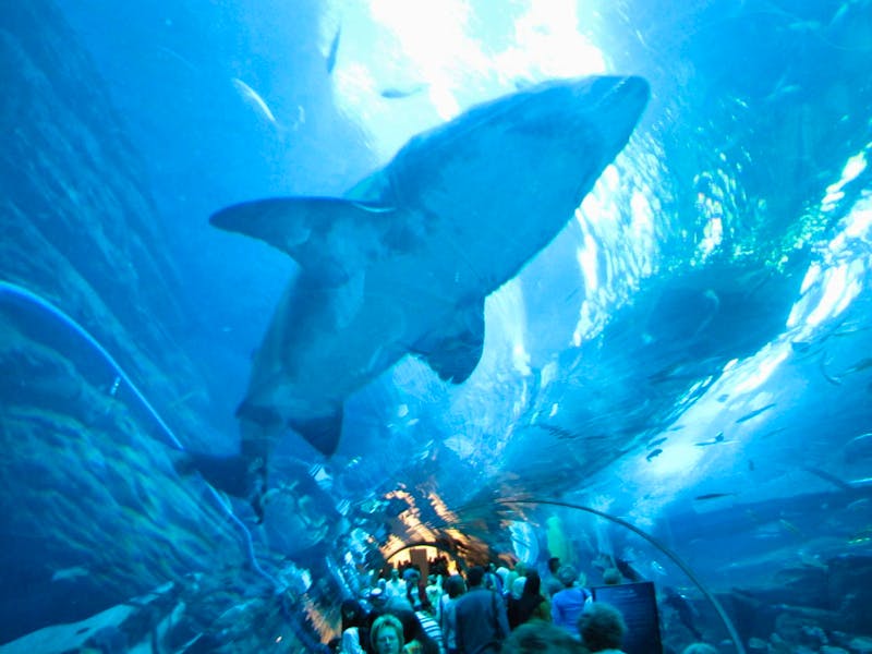 Aquarium in der Dubai Mall - ©Eberhardt TRAVEL - Jacob Spangenberg