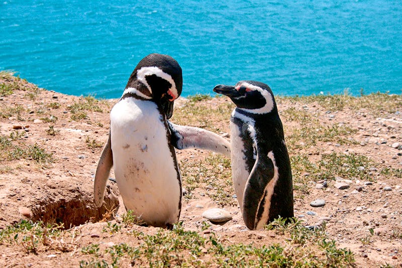 Magellan-Pinguine auf der Halbinsel Valdes - ©Eberhardt TRAVEL - Kristin Weigel