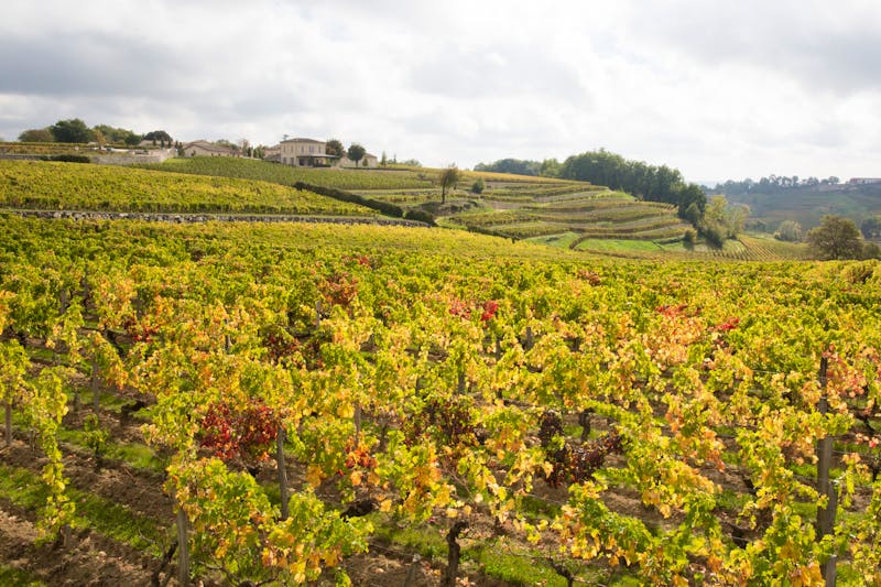 Weinfelder bei Bordeaux in der Medoc-Region - ©©OceanProd - stock.adobe.com