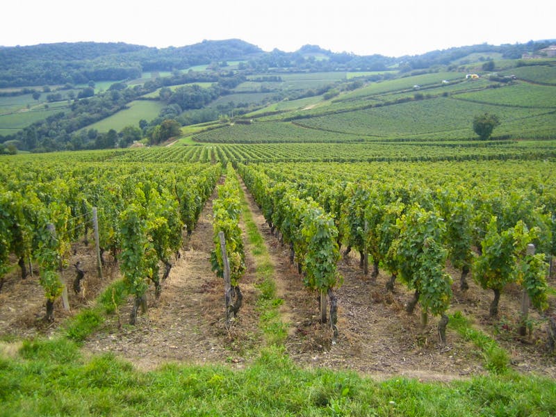im Beaujolais - ©Volker Jungklaus - Eberhardt TRAVEL