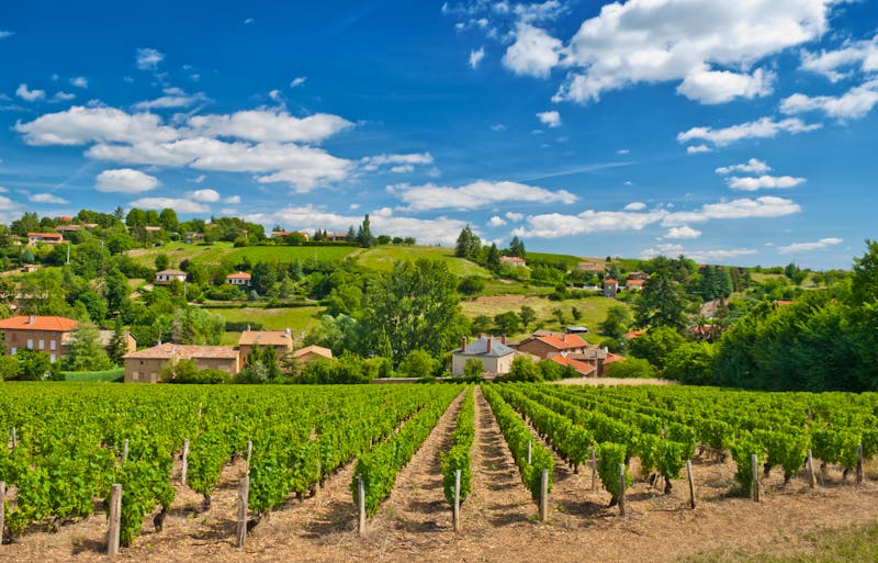 Beaujolais - Weinfelder - ©©Andreas Karelias - stock.adobe.com