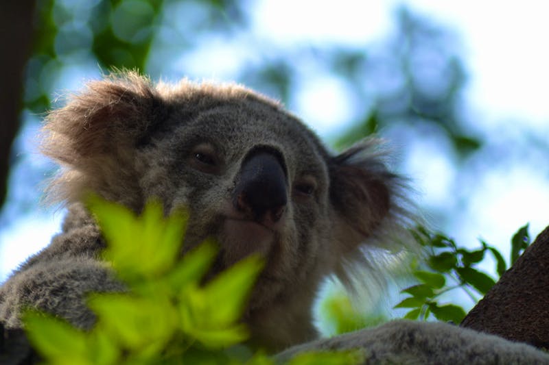 Featherdale Wildlife Park  - ©Laura Wonneberger