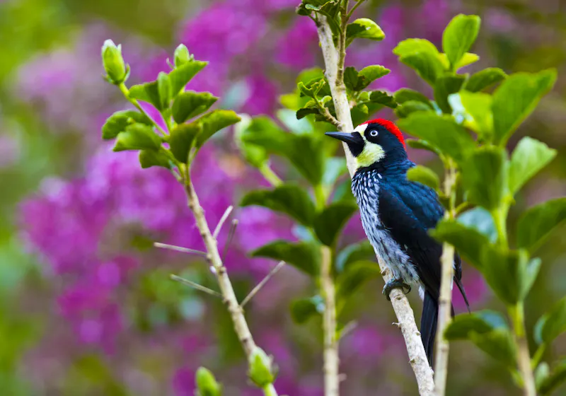 Specht im Regenwald bei San Gerado de Dota - &copy;JUAN CARLOS MUÑOZ ROBREDO - Adobe Stock