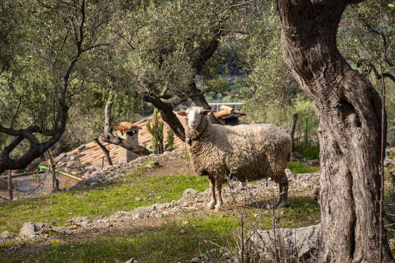 Schaf und Olivenbäume bei Fornalutx im Tramuntana-Gebirge - ©©Tolo - stock.adobe.com