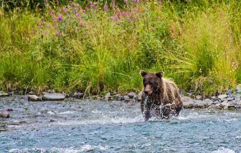 Bärenbeobachtung in Alaska - ©©Rocky Grimes - stock.adobe.com