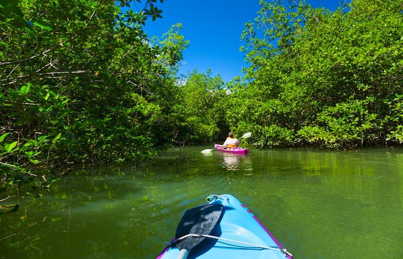 Kayak-Tour durch die Mangroven in Costa Rica - ©©JUAN CARLOS MUNOZ - stock.adobe.com