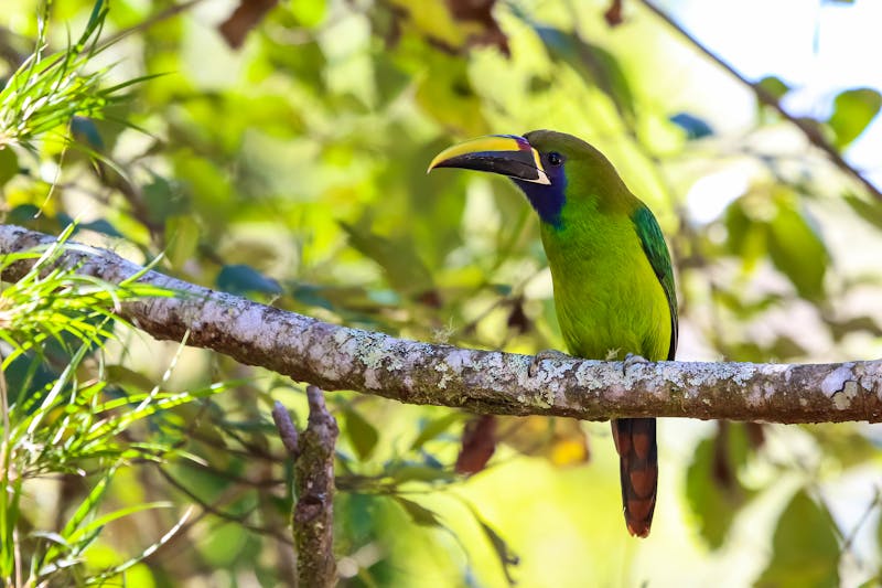 Laucharassari in Costa Rica - ©©Uwe Bergwitz - stock.adobe.com