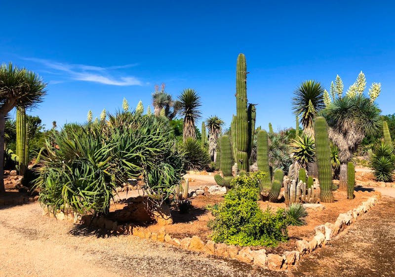 Botanischer Garten Botanicactus bei Ses Salines - ©©Andy - stock.adobe.com