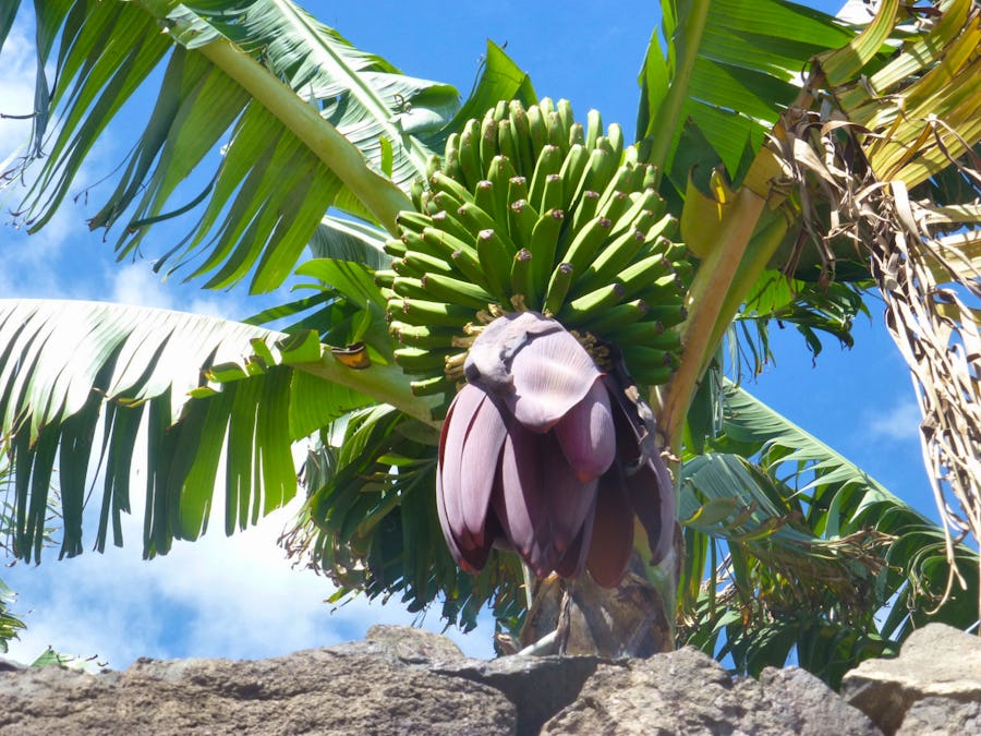 Bananenplantage – © Eberhardt TRAVEL - Cornelia Benz
