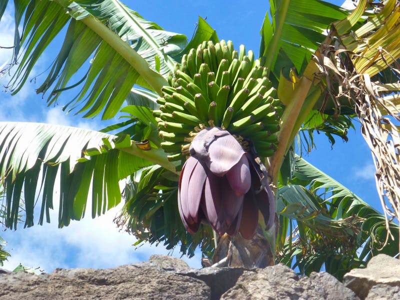 Bananenplantage - ©Eberhardt TRAVEL - Cornelia Benz
