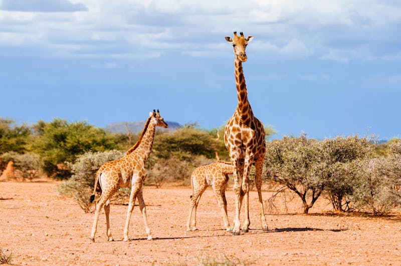 Giraffen am Mount Etjo - Namibia - ©©Michael - stock.adobe.com
