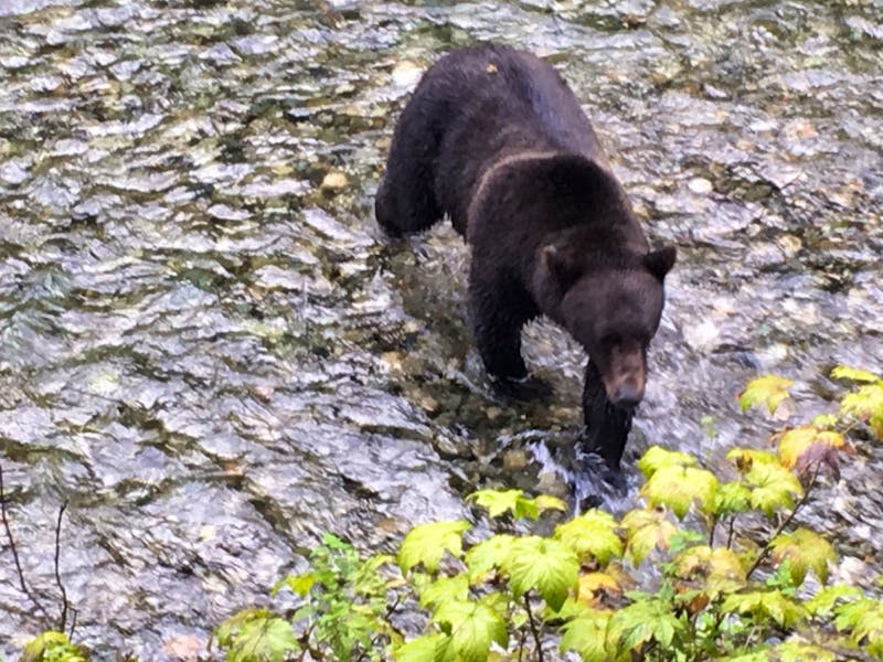 Bärenbeobachtung in Alaska - ©Eberhardt TRAVEL - Elisabeth Fox-Maerki