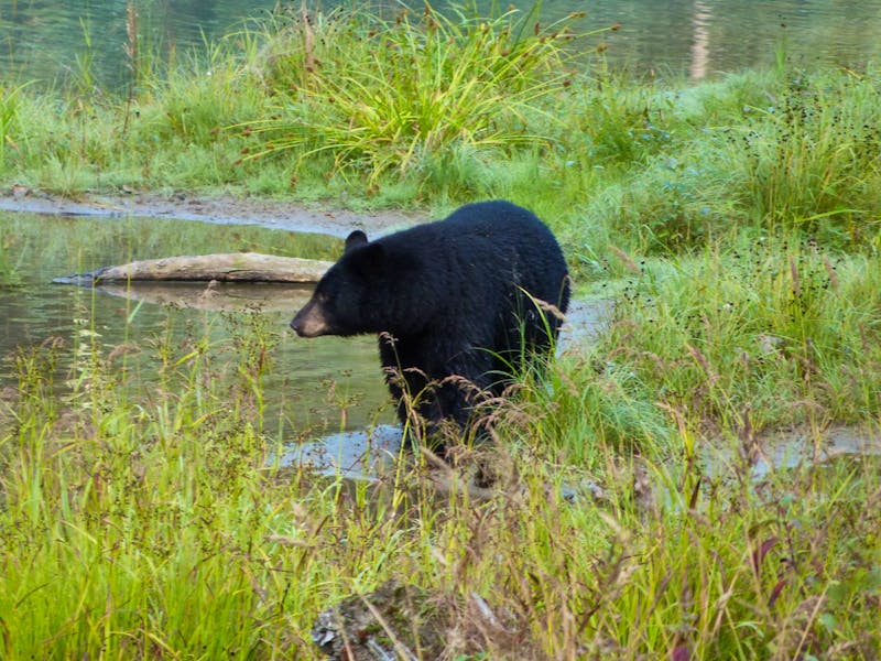 Schwarzbär am Fish Creek in Alaska - ©Eberhardt TRAVEL - Linda Hartge