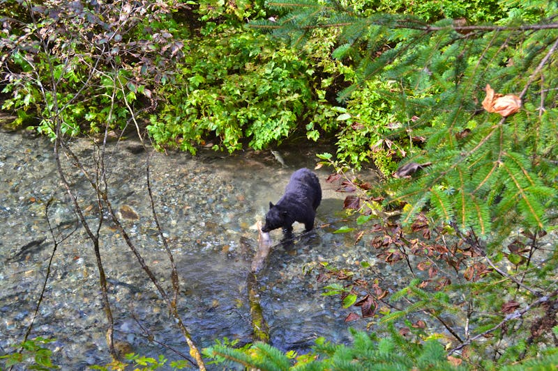 Bärenbeobachtung in Alaska - Lachs geschnappt - ©Eberhardt TRAVEL - Andreas Wolfsteller