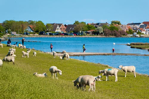 Ostsee-Insel Fehmarn &ndash; &copy; ©Jürgen Nickel - stock.adobe.com