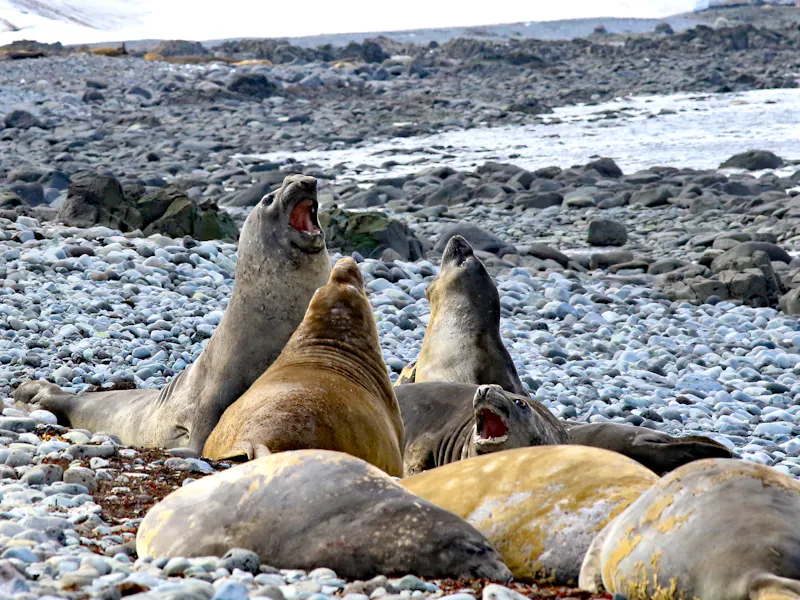 See-Elefanten in der Antarktis - &copy;©Thomas Barrat - stock.adobe.com