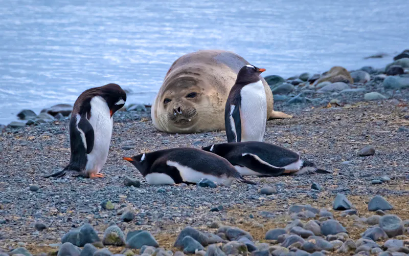 Robbe und Pinguine in der Antarktis - &copy;©Luis - stock.adobe.com
