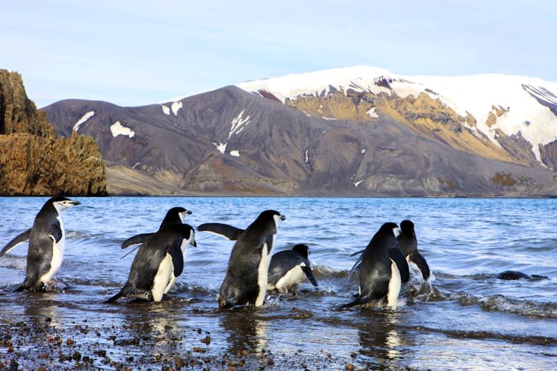 Pinguine auf Deception Island - Antarktis - ©Tom Norring / Danita Delimont - Adobe Stock