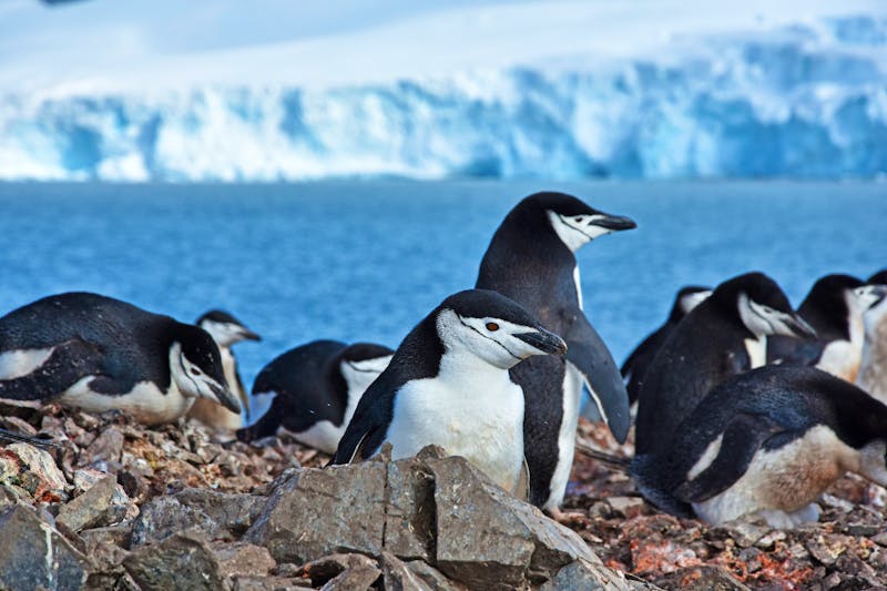 Zügelpinguine auf Deception Island - Antarktis - ©©Katherine - stock.adobe.com