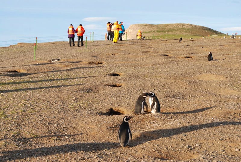 Magellan-Pinguine auf der Insel Magdalena - ©Eberhardt TRAVEL - Peggy Schkade