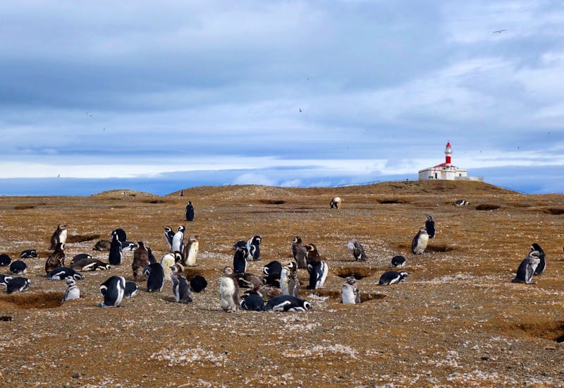 Pinguine auf der Isla Magdalena in Chile - ©Eberhardt TRAVEL - Benjamin Rodriguez Manzanares