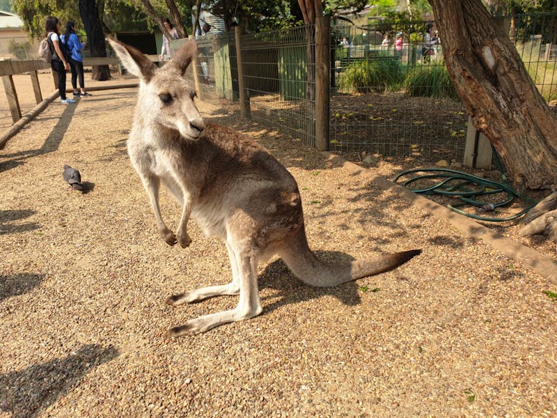 Besuch im Featherdale Wildlife Park - ©Benjamin Rodriguez Manzanares