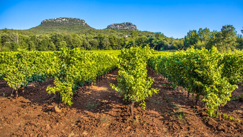 Weinanbau in den Cevennen - Region Okzitanien - ©©creativenature.nl - stock.adobe.com