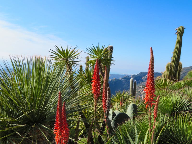 Exotische Pflanzen in Eze an der Cote d'Azur - ©Eberhardt TRAVEL - Jürgen Schmeißer