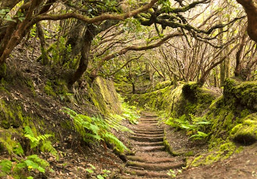 Im Regenwald des Anagagebirges auf Teneriffa &ndash; &copy; ©maxcam - stock.adobe.com
