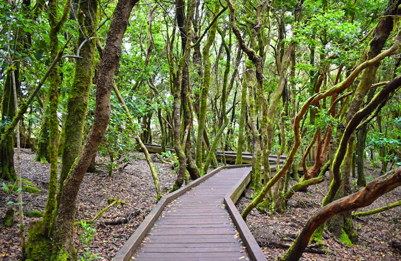 Im Nebelwald des Anagagebirges auf Teneriffa - ©©places-4-you - stock.adobe.com